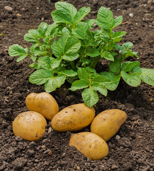 Freshly harvested potatoes from the field, surrounded by rich soil and green potato foliage at G-Plex Seed Ltd.