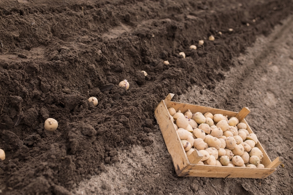 Crucial land preparation for successful potato farming.